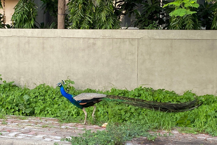 Our Ahmedabad India Factory